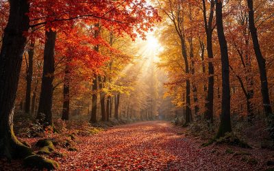 Embracing Autumn: Healing Complicated Grief Through Nature and Change by Lisa Story, Guest Columnist